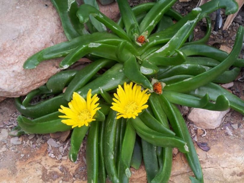Fokföldi nyelvlevél, Glottiphyllum longum, virág